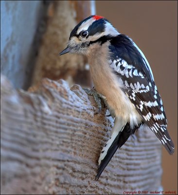 Downy Woodpecker