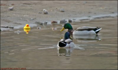 Ducky converses with Cousins in Lake Mead