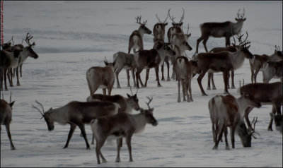 Large herd of Caribou