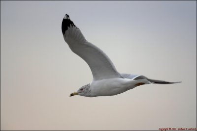 Simple Seagull