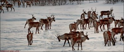 Panoramic view of Caribou on River