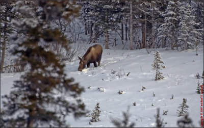 Moose on the Hillside