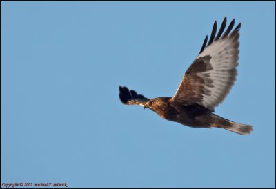 Soaring Hawk