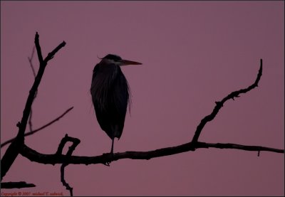 Resting GBH after Sunset