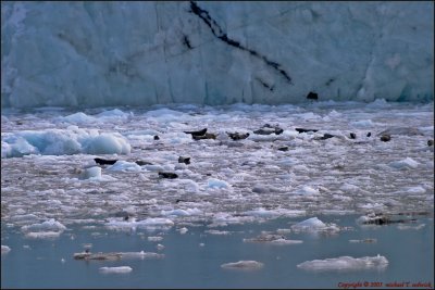 Seals  Sunning in College Fiord