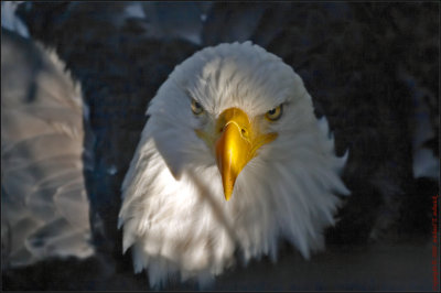 Eagle from Above
