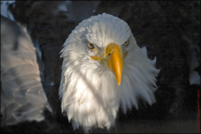 Eagle from Above (again)