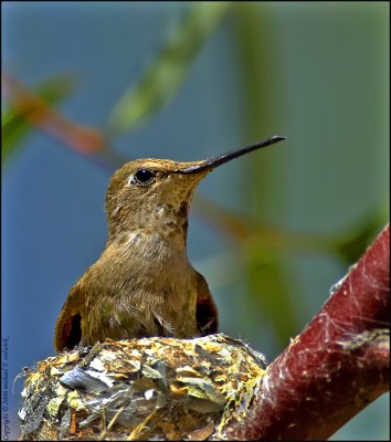 Nesting Hummingbird 001