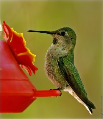 Feeding Hummingbird