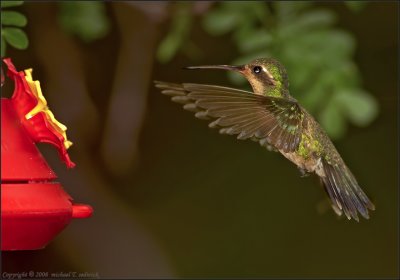 Hummingbird in flight to feeder