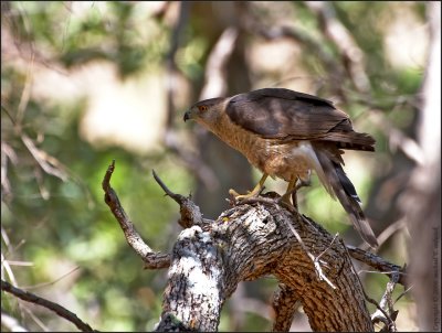 Cooper's Hawk with a light Snack in the shade