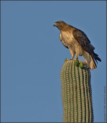 Hawk perched on Cactus
