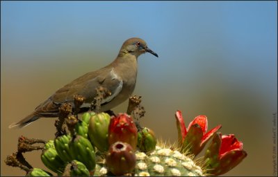 White-winged Dove on Saguaro Cactus