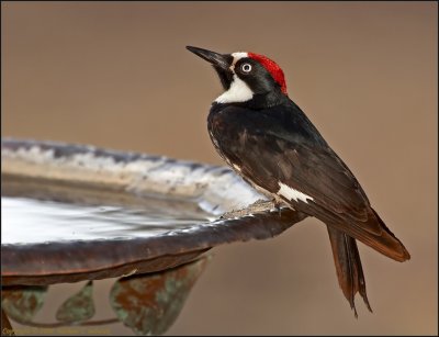 Acorn Woodpecker