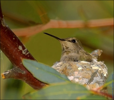 Nesting Hummingbird 002