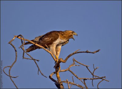 Get Away From My Tree!