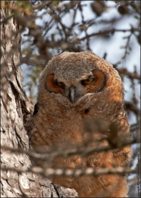 10-weeks old, finally Fledged