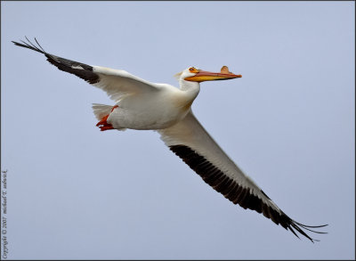 Pelican Migration 2007