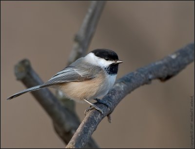 Black-Capped Chickadee