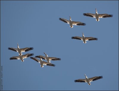 Pelican Migration 2007