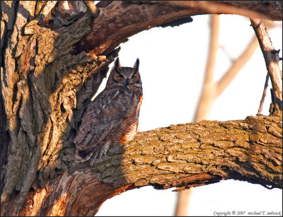 Adult Great Horned Owl