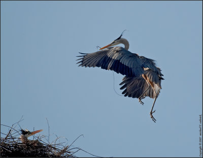 Great Blue Heron Returning to Nest...