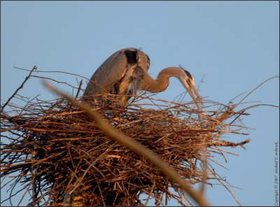 Great Blue Heron Tending nest at Sunset