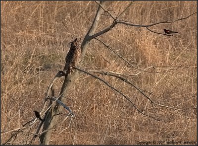 Adult Great Horned Watching over at sunset