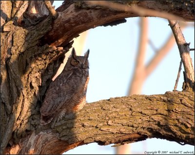 Great Horned Owl [Adult] at Sunset