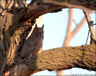 Great Horned Owl [Adult] near nest