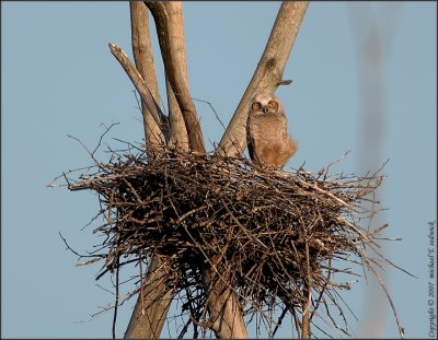 Great Horned Owlet at Sunset