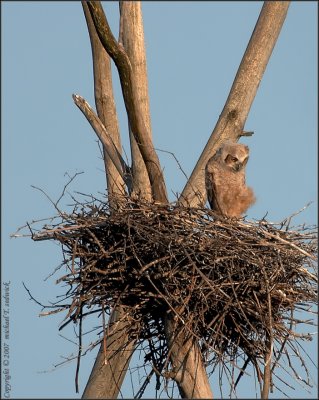 Great Horned Owlet again at sunset