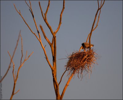 Tending to the Nest at Sunset