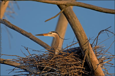 Patiently sitting on the nest