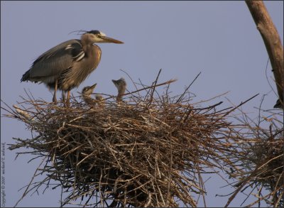 Adult with 3 chicks shortly after Sunrise