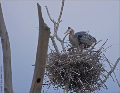 Heron with 4 Chicks!