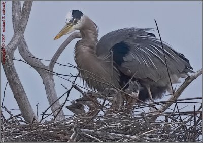 Close Up of the 4 Chicks