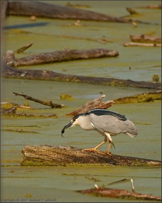 Black-Crowned Night-Heron with a snack