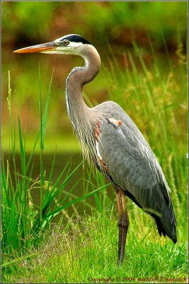 Great Blue Heron's