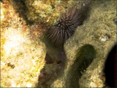 Sea Urchins