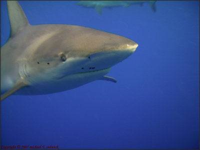 Shark2 007