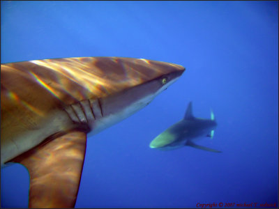 Shark1 003
