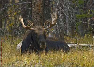 Resting Bull Moose at Oxbow Bend