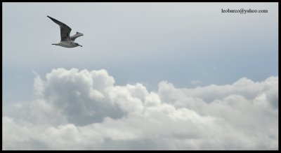 olas12.jpg