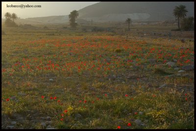 escullos02.jpg