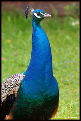 peacock
