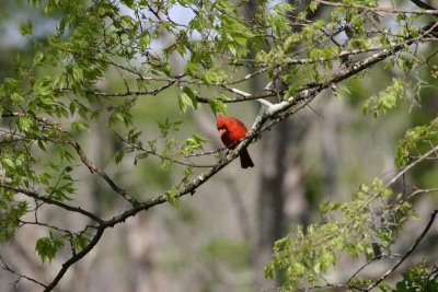 Male Cardinal