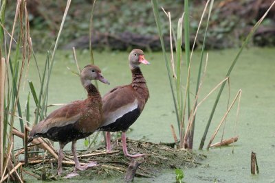 Black-bellied Whistling Ducks