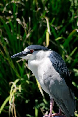 Black crowned night heron.jpg