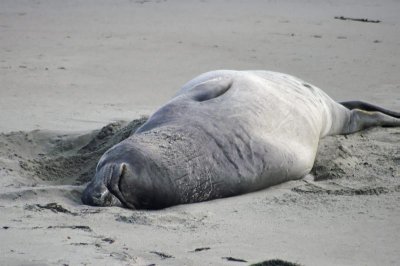 elephant seal.jpg